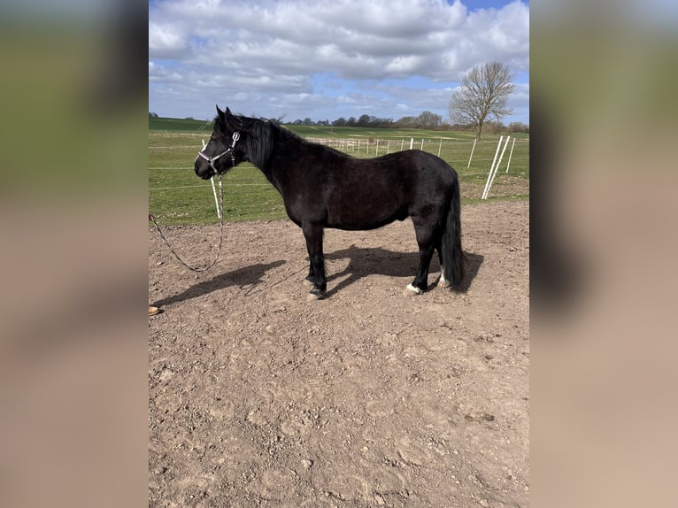 Welsh B Gelding 16 years 13.2 hh Black in Botelsdorf