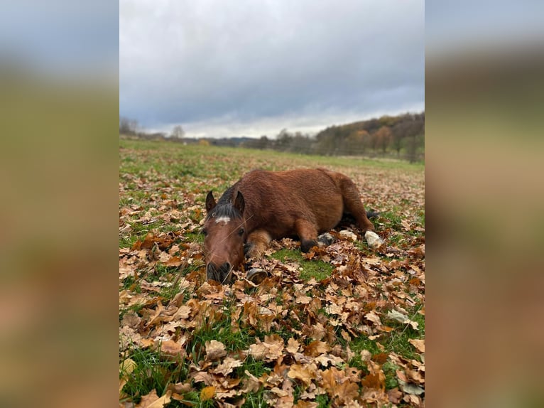 Welsh B Mix Gelding 16 years 13,1 hh Brown in Ruppichteroth