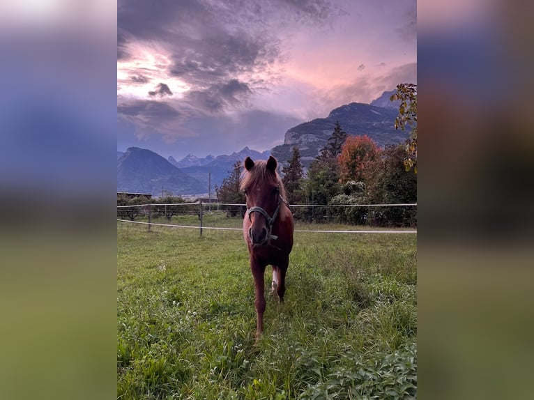 Welsh B Gelding 16 years 13,1 hh Chestnut-Red in Ardon