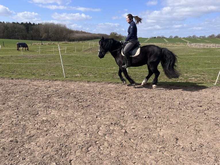 Welsh B Gelding 16 years 13,2 hh Black in Botelsdorf
