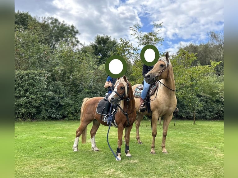 Welsh B Gelding 17 years 12,1 hh Chestnut-Red in Loon op Zand