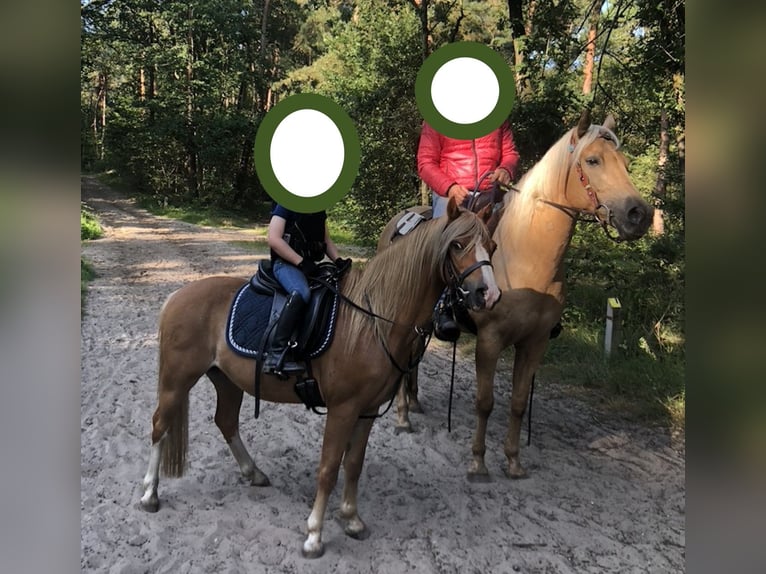 Welsh B Gelding 17 years 12,1 hh Chestnut-Red in Loon op Zand