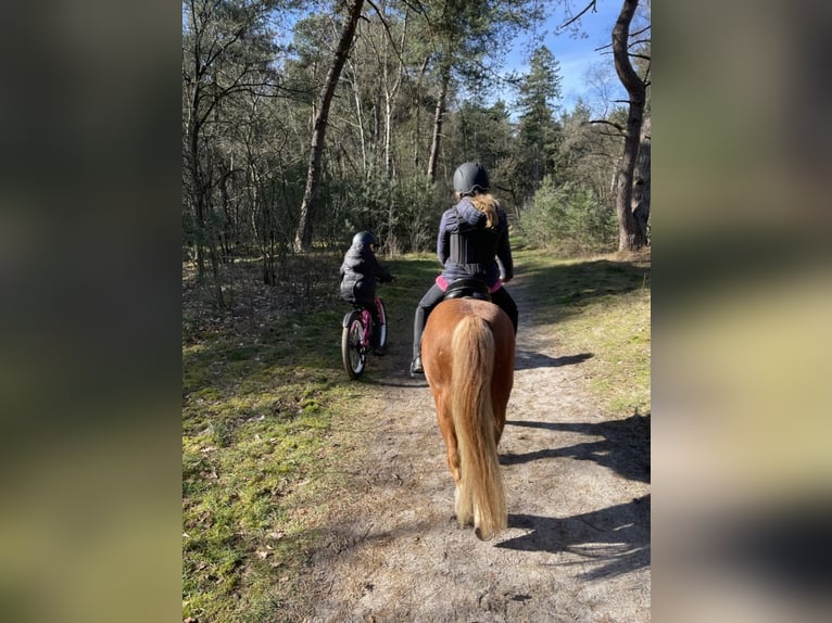 Welsh B Gelding 17 years 12,1 hh Chestnut-Red in Loon op Zand