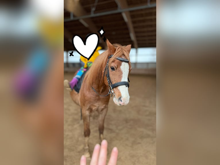 Welsh B Gelding 17 years 12.3 hh Chestnut-Red in Röttenbach