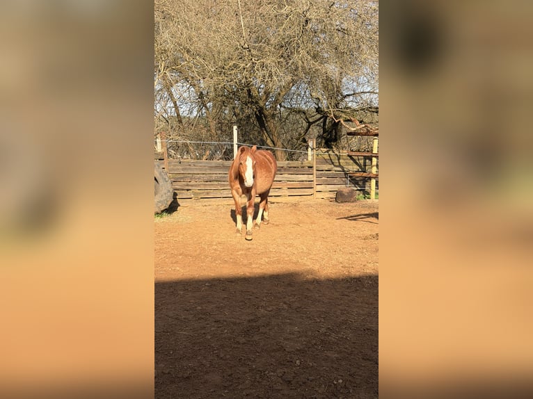 Welsh B Gelding 17 years 12.3 hh Chestnut-Red in Röttenbach