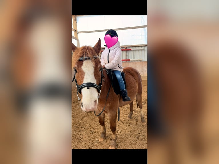 Welsh B Gelding 17 years 12.3 hh Chestnut-Red in Röttenbach
