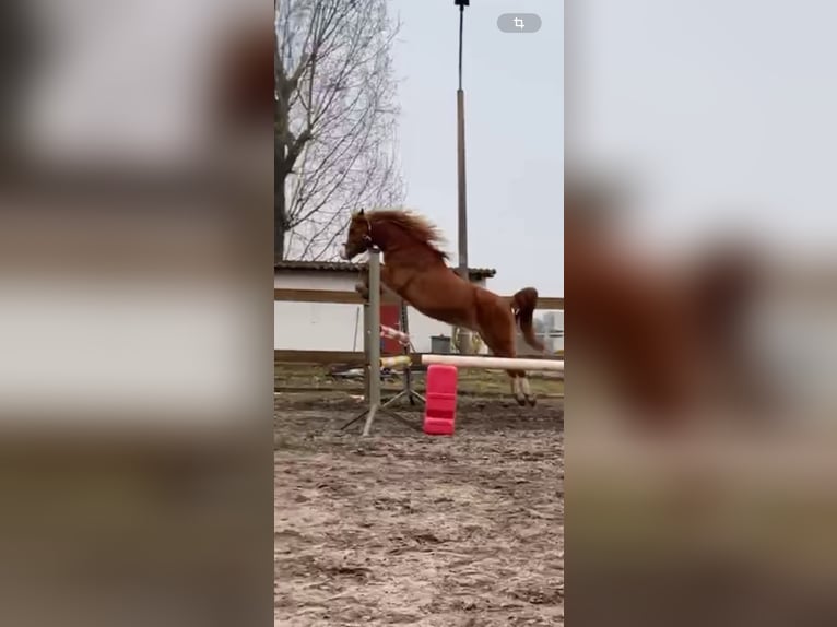 Welsh B Mix Gelding 17 years 12 hh Chestnut-Red in Leest