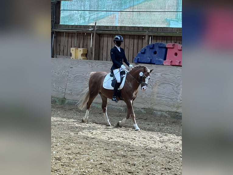 Welsh B Gelding 17 years 13 hh Chestnut-Red in Overath