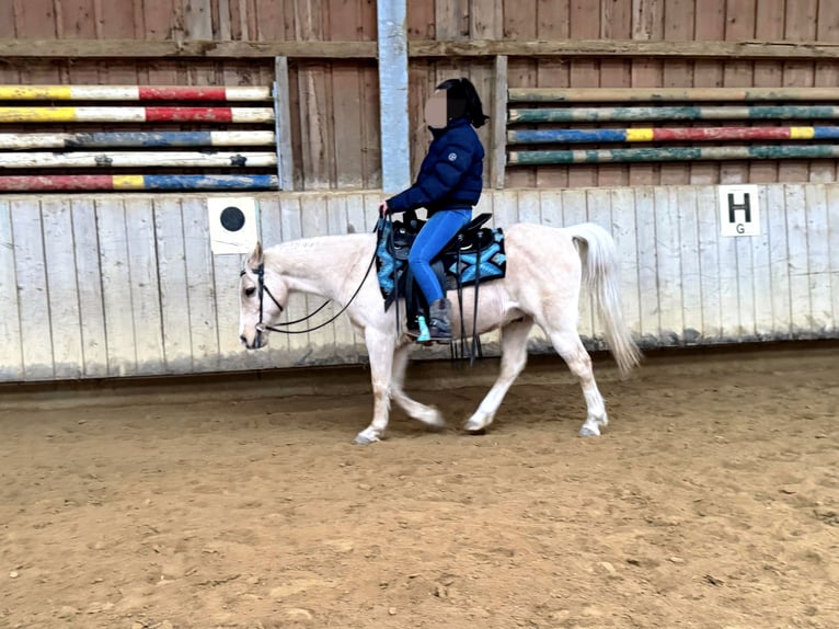 Welsh B Mix Gelding 17 years 13,1 hh Palomino in Amtzell