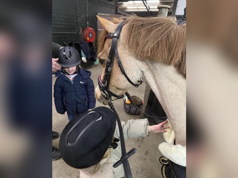 Welsh B Gelding 18 years 11.2 hh Roan-Red in Oudenbosch