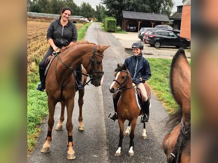Welsh B Gelding 18 years 12,2 hh Brown in Maulburg