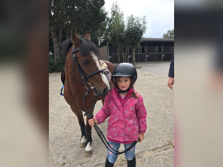 Welsh B Gelding 18 years 12,2 hh Brown in Maulburg