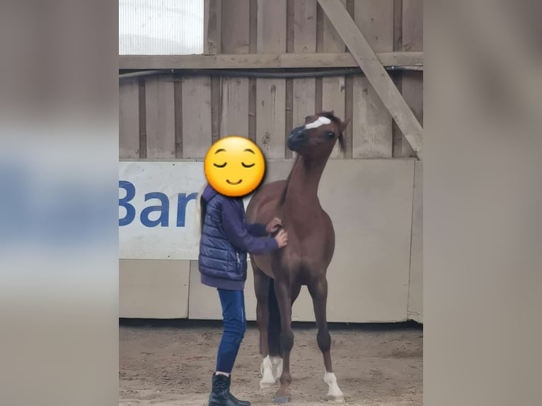 Welsh B Gelding 18 years 13,1 hh Brown in Aalen