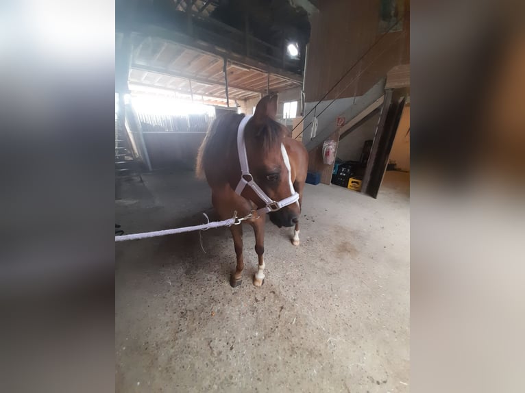 Welsh B Gelding 18 years 13,1 hh Brown in Aalen