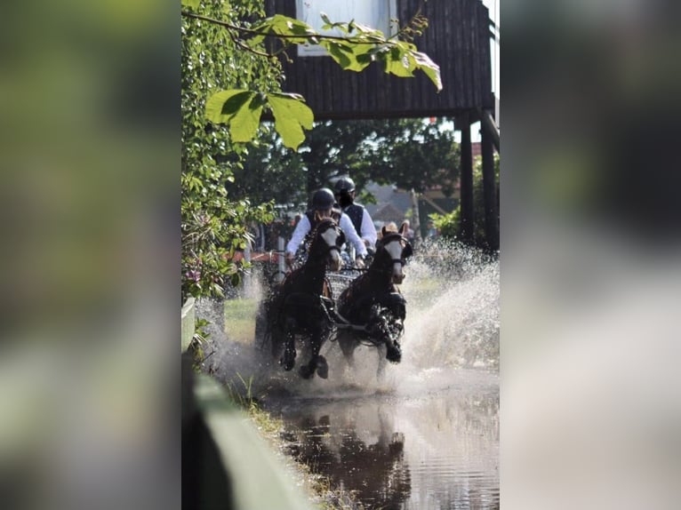 Welsh B Gelding 18 years 13.1 hh Chestnut in Wittmund