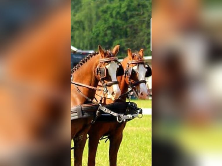 Welsh B Gelding 18 years 13.1 hh Chestnut in Wittmund