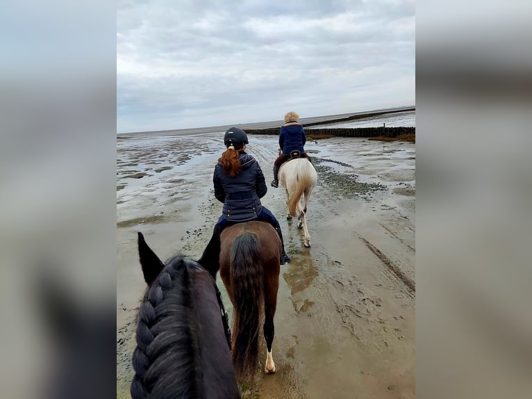 Welsh B Gelding 18 years 13,2 hh Bay-Dark in Seeth