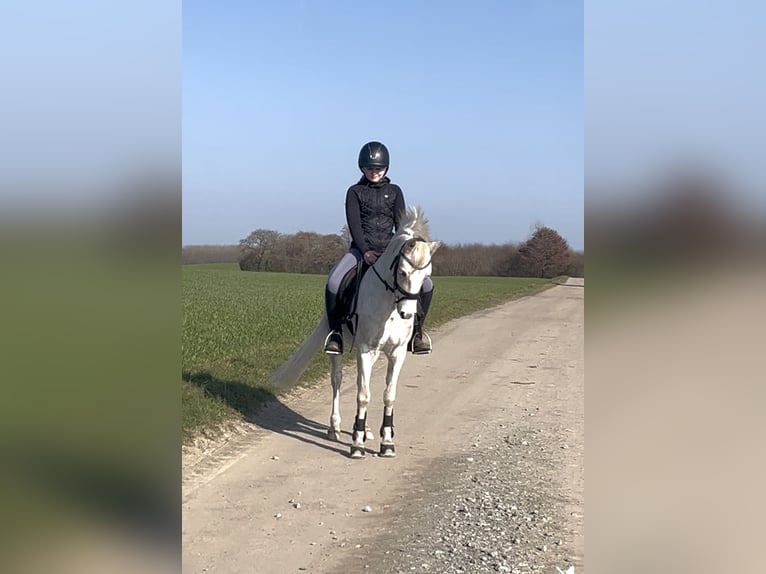 Welsh B Gelding 19 years 12,2 hh Grey in Sehestedt