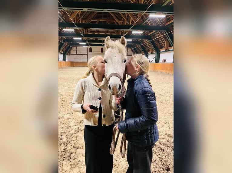Welsh B Gelding 19 years 12,2 hh Grey in Sehestedt