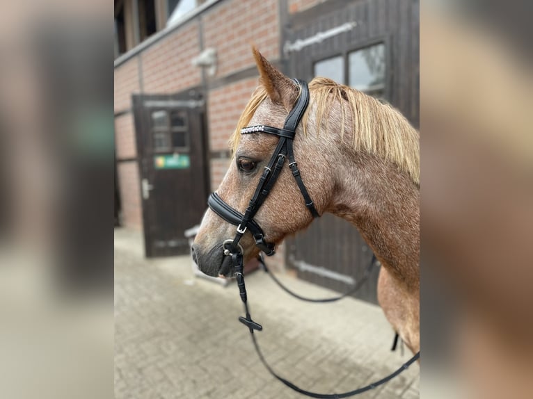 Welsh B Gelding 19 years 13,1 hh Grey-Red-Tan in Twist