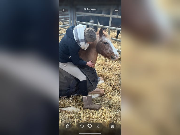 Welsh B Gelding 19 years 13,1 hh Grey-Red-Tan in Twist