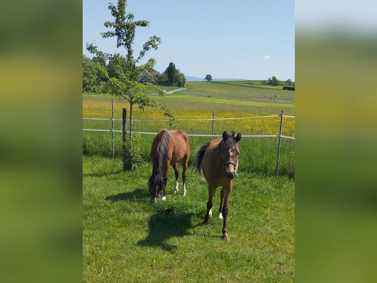 Welsh B Gelding 1 year 11,2 hh Brown in Bamberg