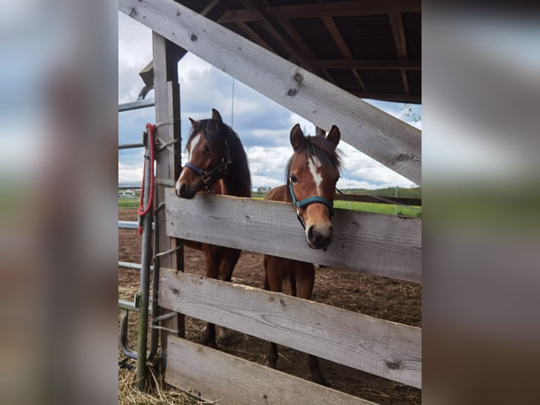 Welsh B Gelding 1 year 11,2 hh Brown in Bamberg