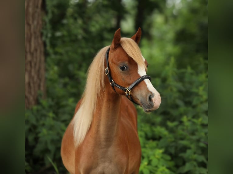 Welsh B Gelding 1 year 12,1 hh Chestnut-Red in Aalten