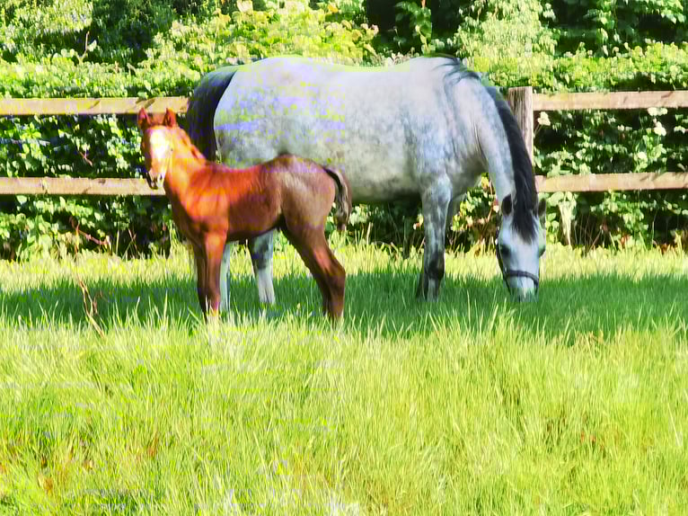 Welsh B Gelding 1 year Roan-Blue in Frankenberg (Eder)