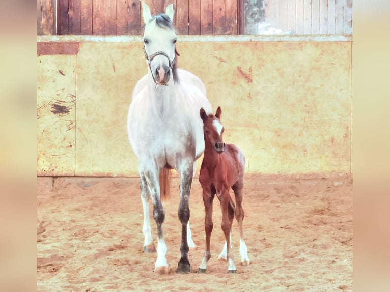 Welsh B Gelding 1 year Roan-Blue in Frankenberg (Eder)