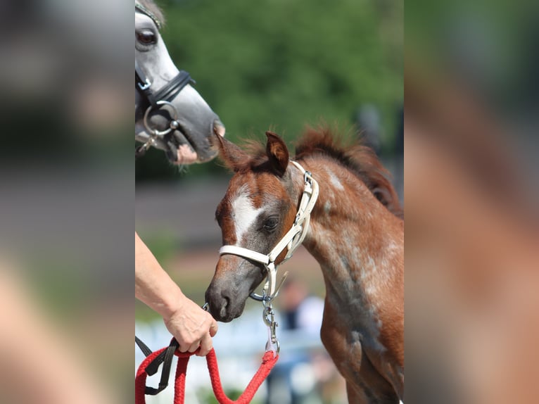 Welsh B Gelding 1 year Roan-Blue in Frankenberg (Eder)