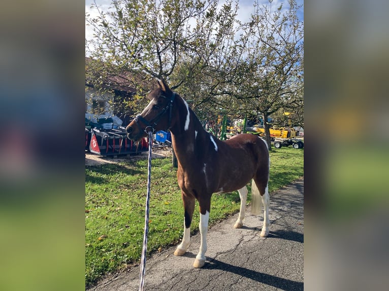 Welsh B Gelding 20 years 12.2 hh Pinto in Bad Endorf