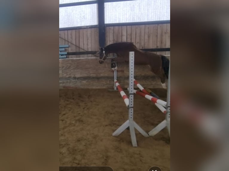 Welsh B Gelding 20 years 13,1 hh Brown in Schöppenstedt