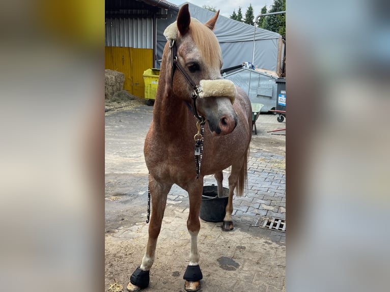Welsh B Gelding 20 years 13,1 hh Grey-Red-Tan in Twist
