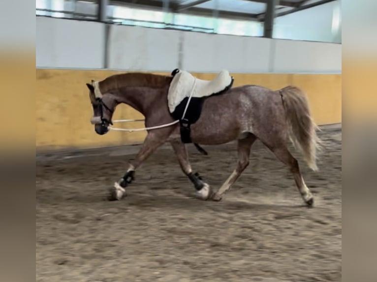 Welsh B Gelding 20 years 13,1 hh Grey-Red-Tan in Twist