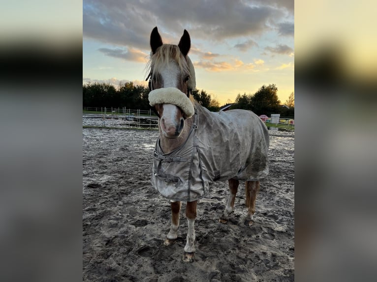 Welsh B Gelding 20 years 13,1 hh Grey-Red-Tan in Twist