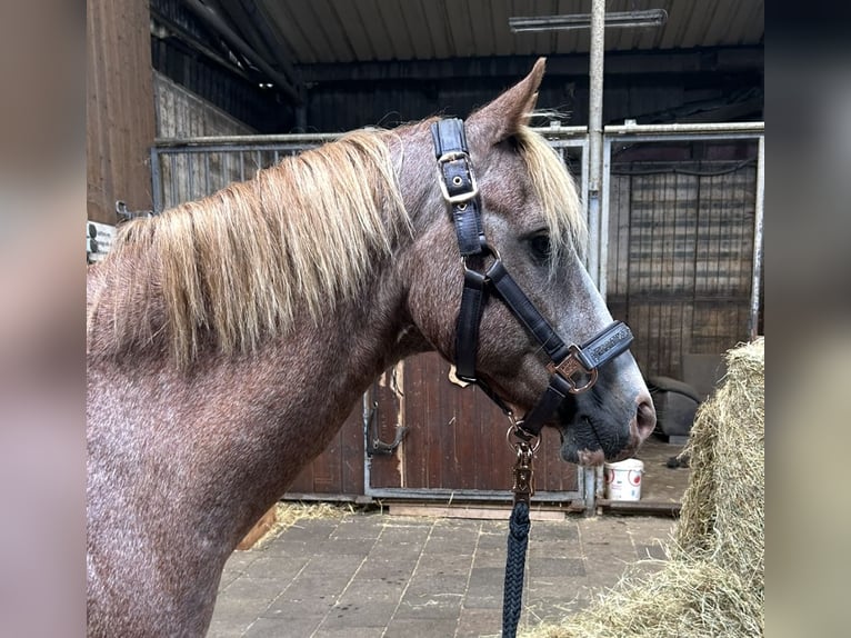 Welsh B Gelding 20 years 13,1 hh Grey-Red-Tan in Twist