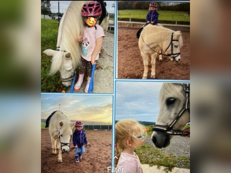 Welsh B Mix Gelding 21 years 11,1 hh Gray in Lindlar