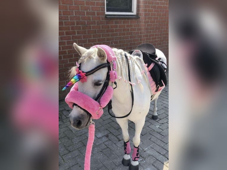 Welsh B Mix Gelding 21 years 11,1 hh Gray in Lindlar