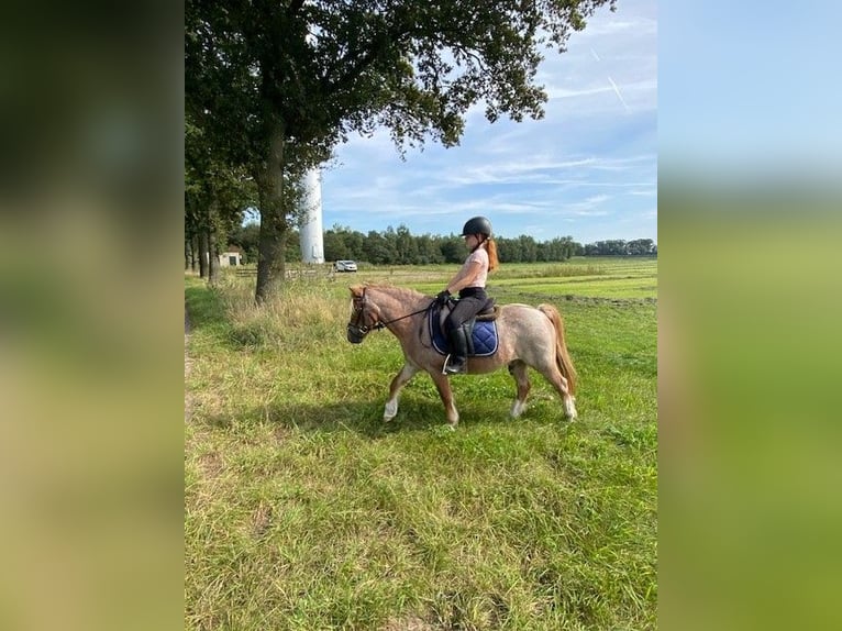 Welsh B Gelding 21 years 11,2 hh in Ospel