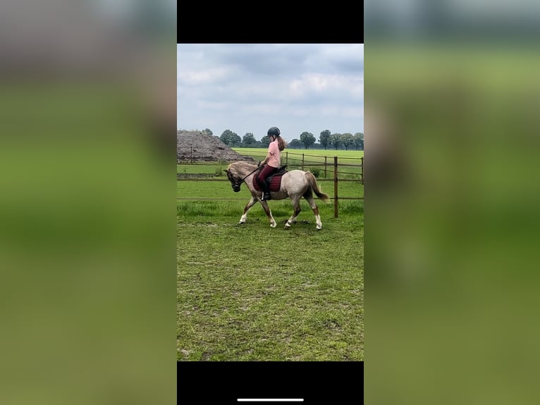 Welsh B Gelding 21 years 11,2 hh in Ospel