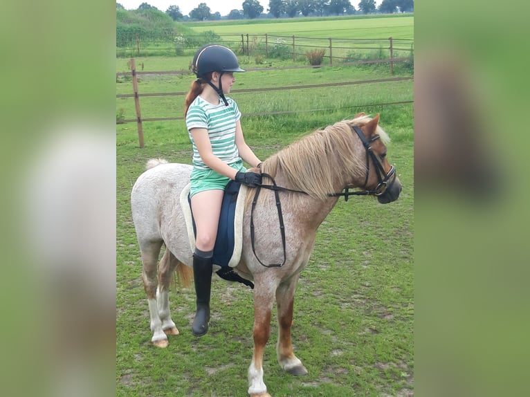 Welsh B Gelding 21 years 11,2 hh in Ospel