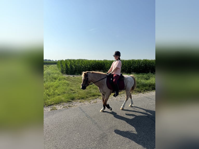 Welsh B Gelding 21 years 11,2 hh in Ospel