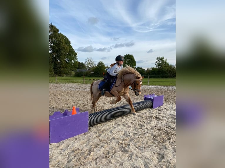 Welsh B Gelding 21 years 11,2 hh in Ospel