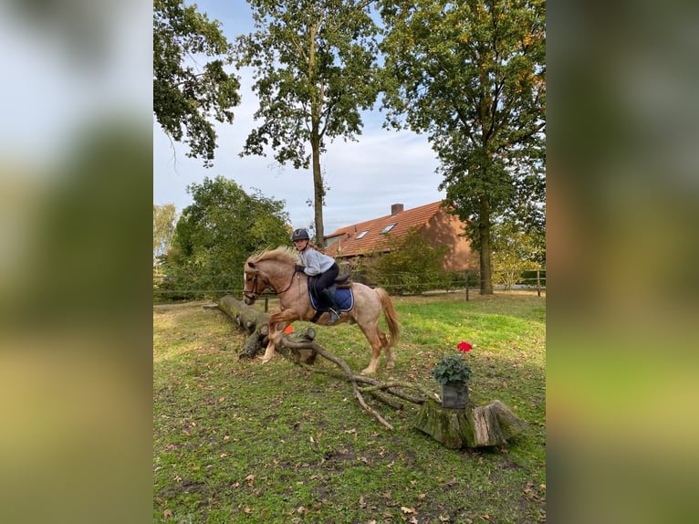 Welsh B Gelding 21 years 11,2 hh in Ospel