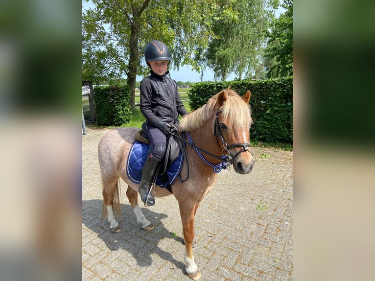 Welsh B Gelding 21 years 11,2 hh in Ospel