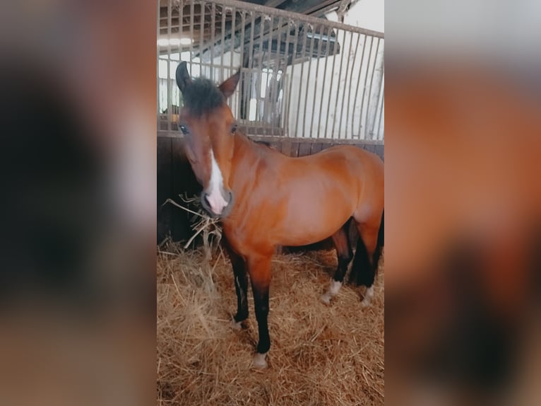 Welsh B Gelding 21 years 13,1 hh Brown in Schöppenstedt