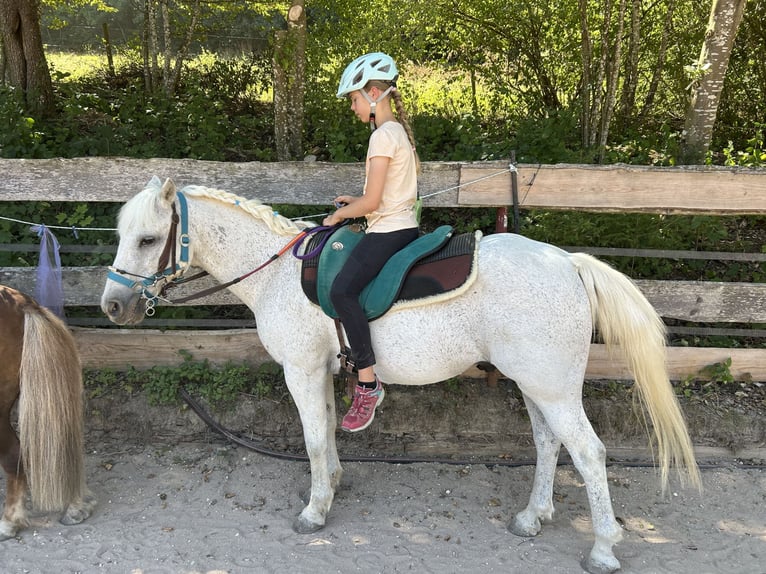 Welsh B Gelding 21 years 13.1 hh Grey in Nattheim