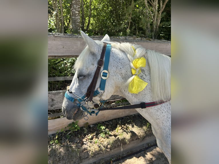 Welsh B Gelding 21 years 13.1 hh Grey in Nattheim
