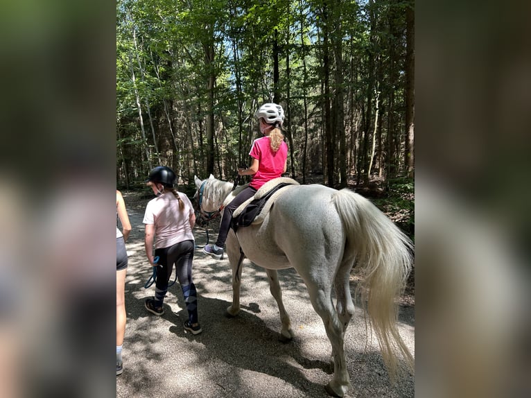 Welsh B Gelding 21 years 13.1 hh Grey in Nattheim